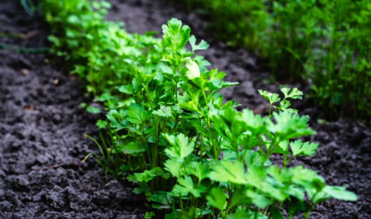 Посівний календар на квітень 2025 року! Сприятливі дні для висадки розсади