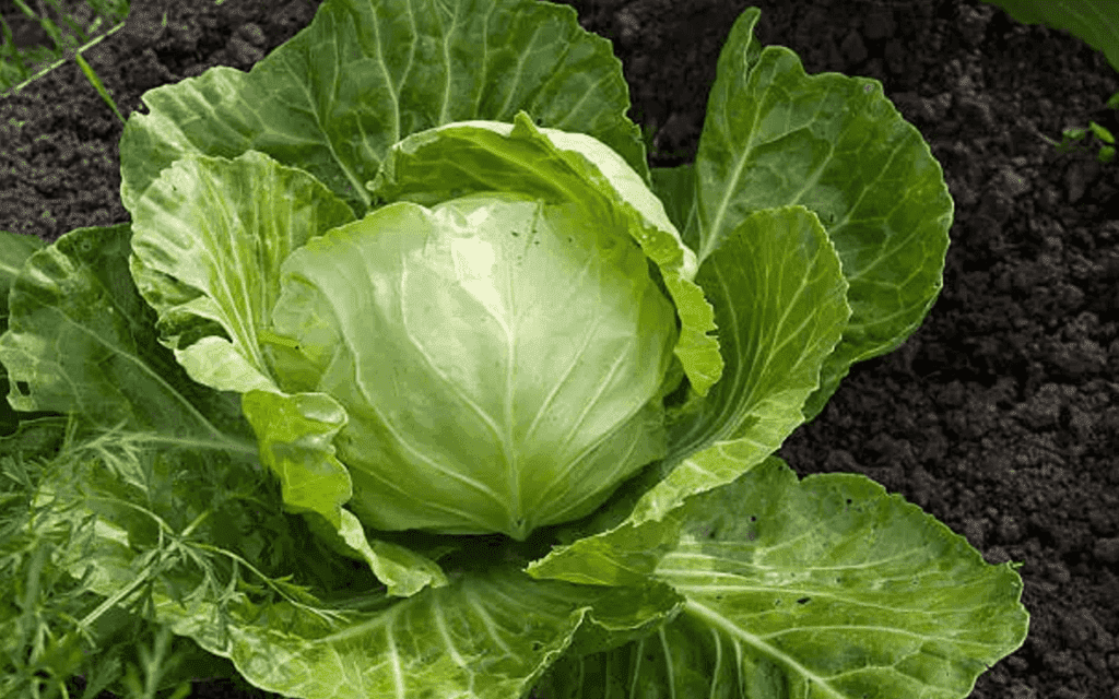 10 цікавих фактів про грядки