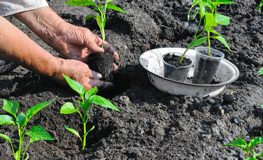 Всього 7 хвилин і проста хитрість, щоб Розсада росла, як "На дріжджах"! Розсада - "Мрія"