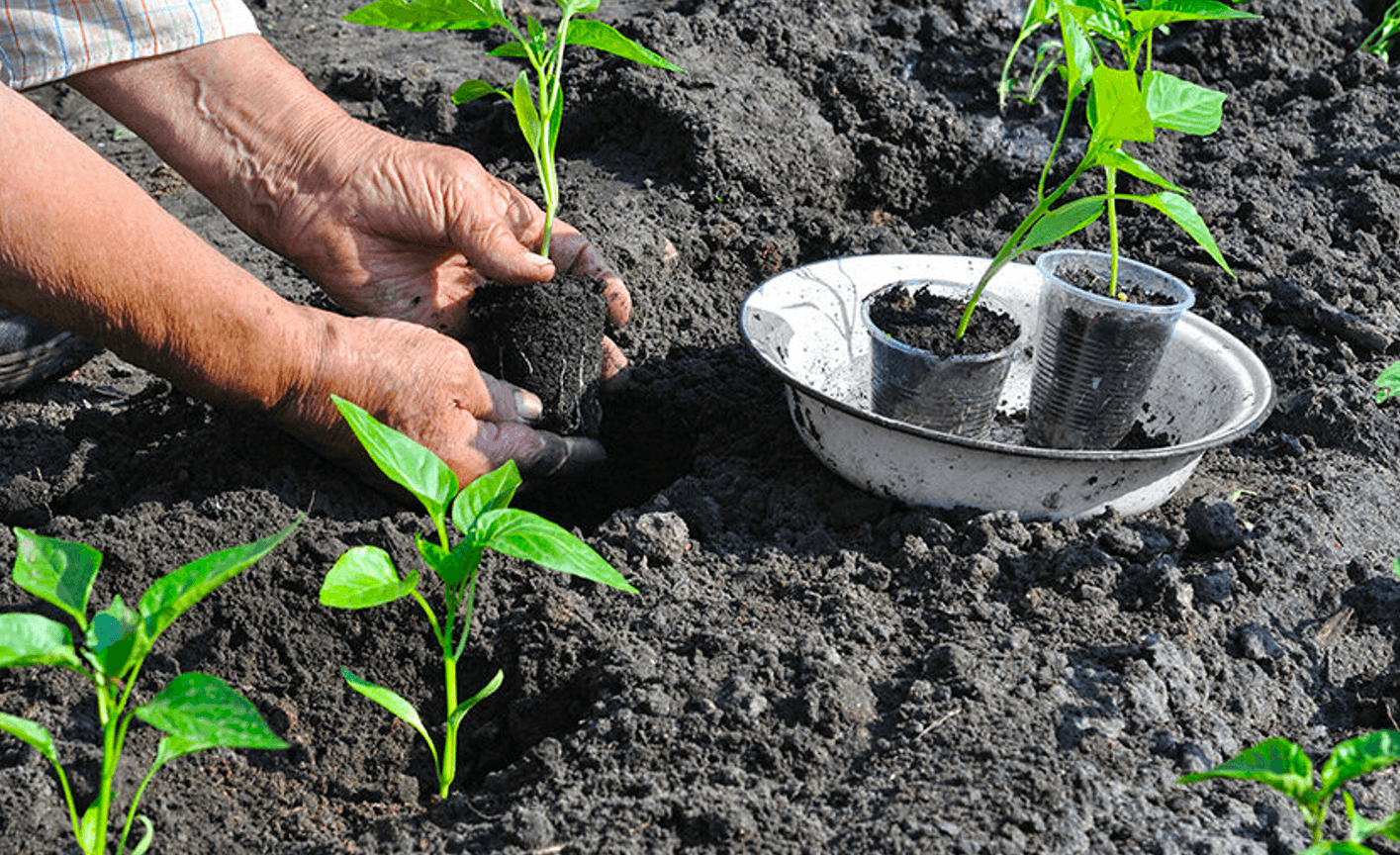 Всього 7 хвилин і проста хитрість, щоб Розсада росла, як "На дріжджах"! Розсада - "Мрія"