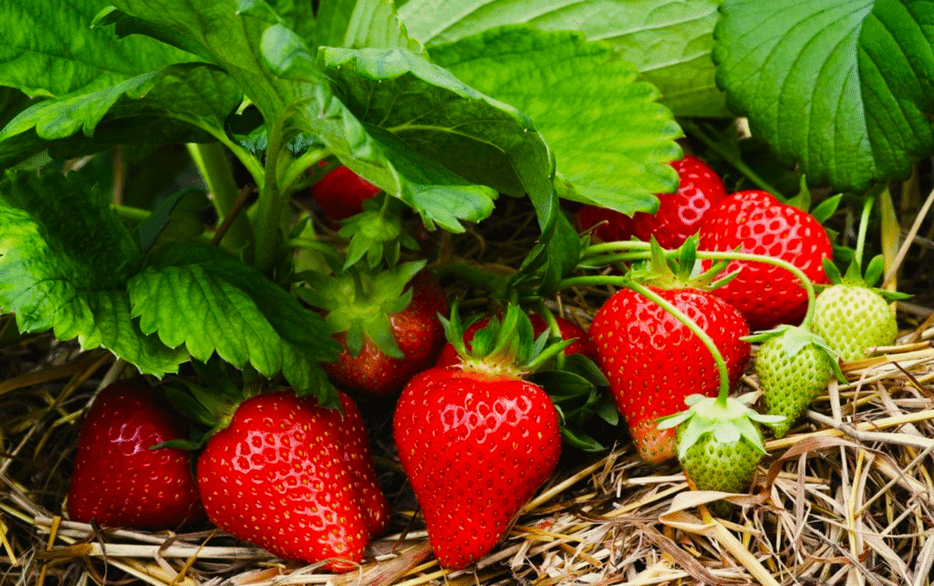 Сусіди не повірили своїм очам, коли побачили мій урожай Полуниці! 3 способи збільшити урожай в 2 рази