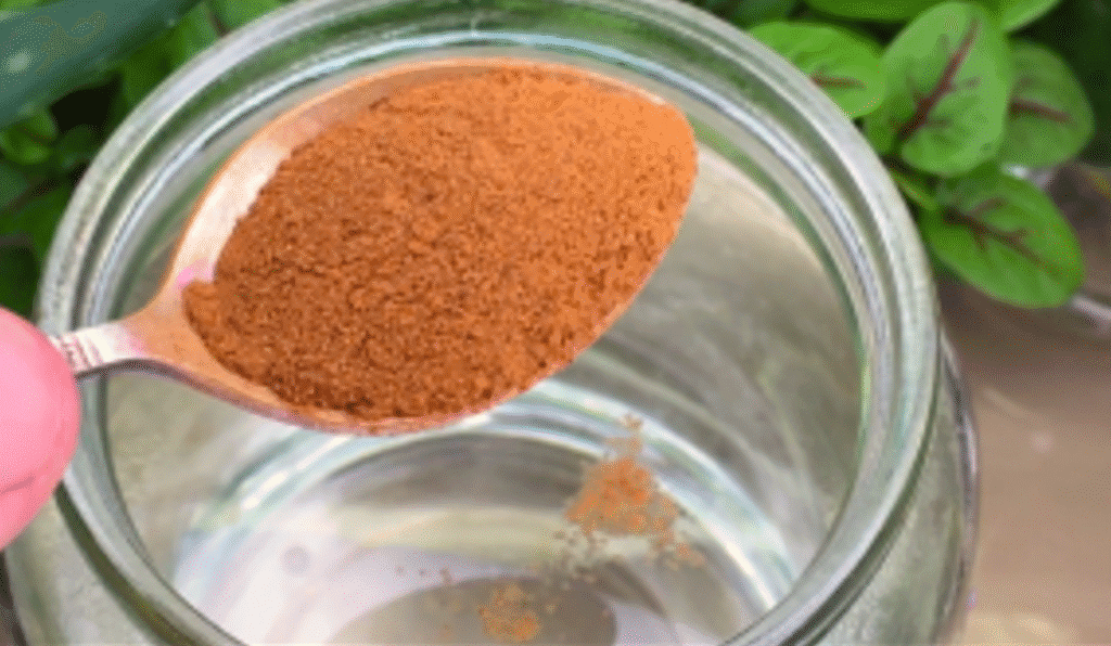 “Секретний прийом”: простий і дуже дієвий захист від хвороб для Розсади! “Кориця”- справжній природний антисептик!