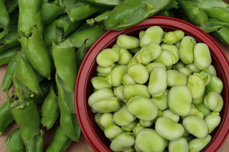 Чому варто їсти і вирощувати біб — користь, приготування, поради