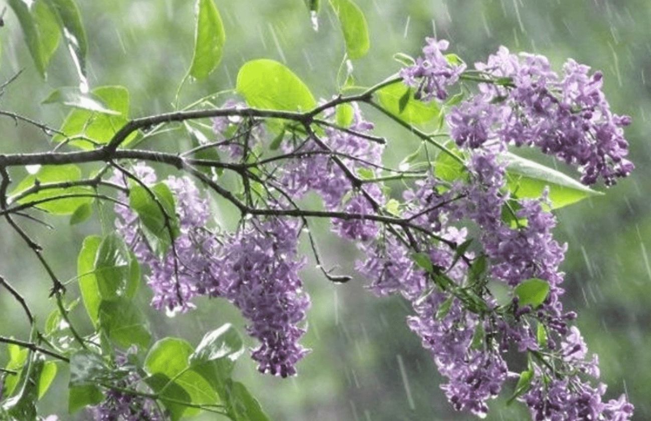 Чому травневий дощ такий важливий: 7 переваг для природи і людей