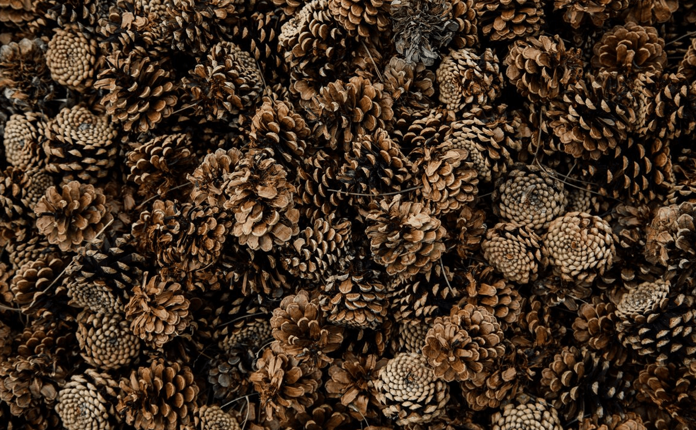 Соснові шишки