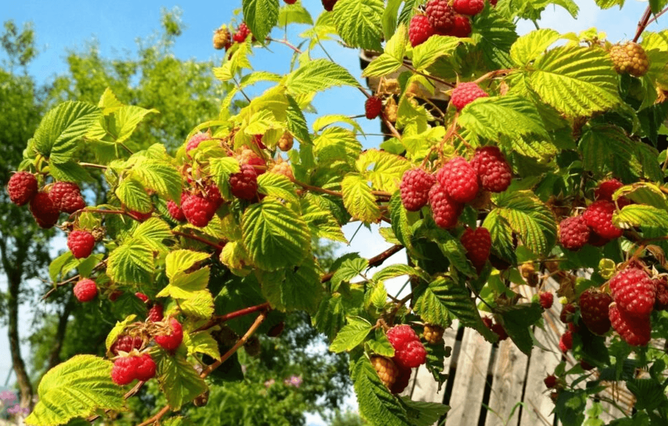 Як доглядати за малиною влітку