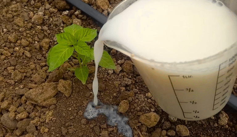 Підживлення для перців! "Енергетичний Шот", який творить дивеса!