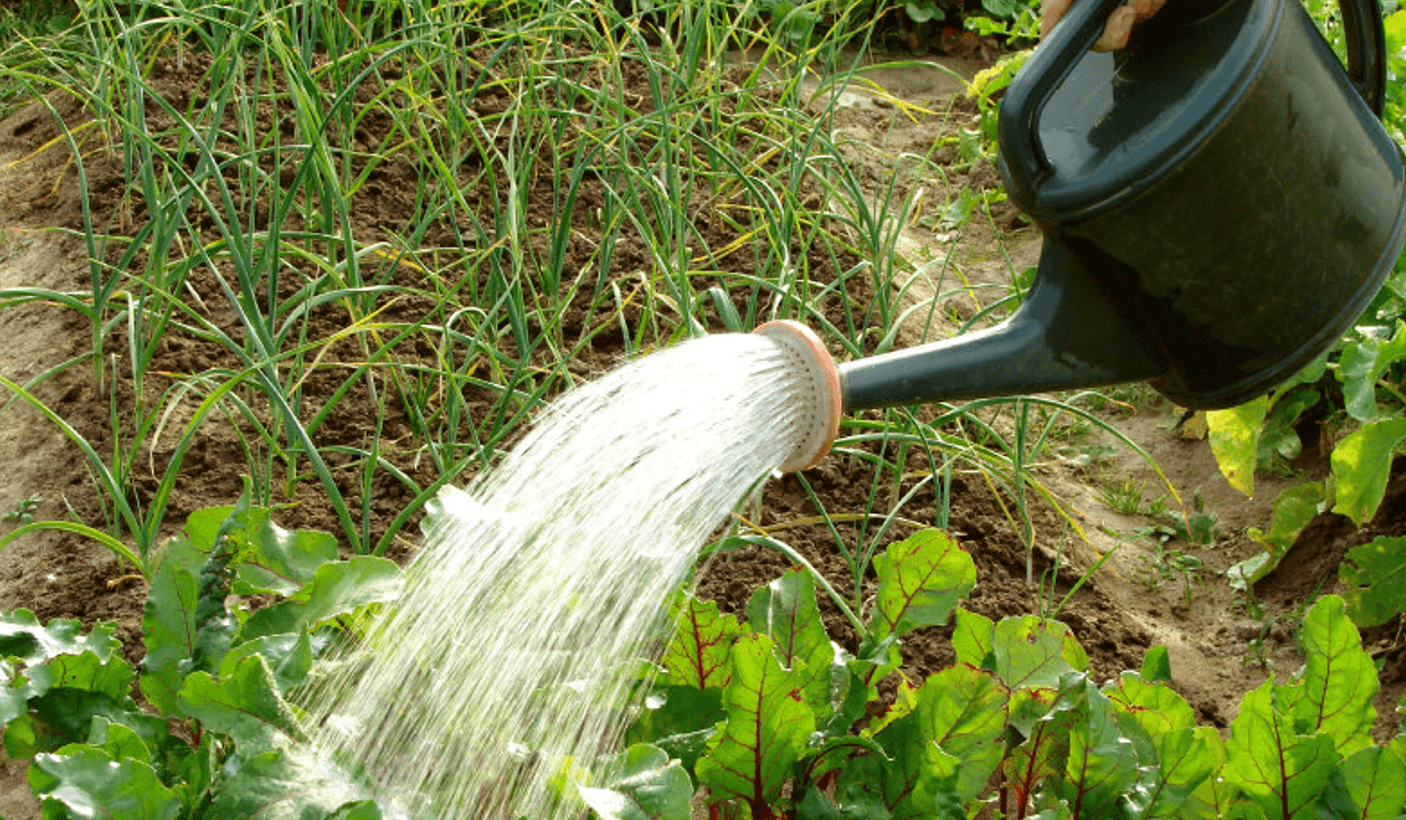 Як правильно поливати город у спеку? 5 простих та корисних порад