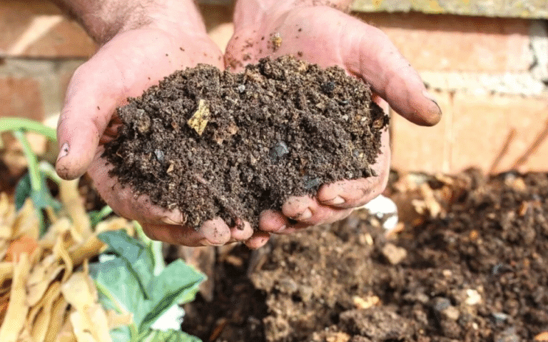 Мульчування, як захист від посухи: корисні поради для саду та городу