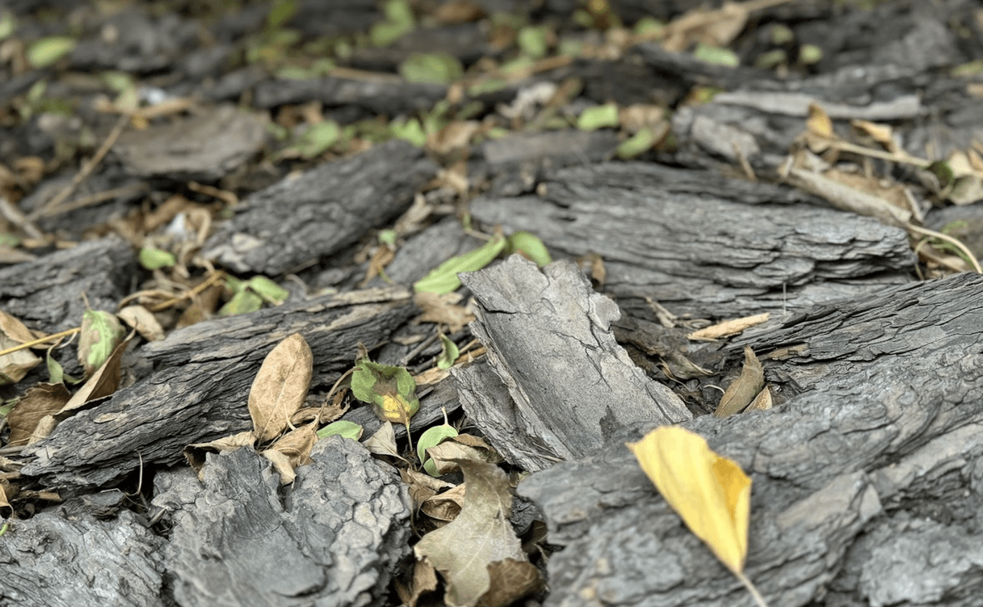 Мульчування, як захист від посухи: корисні поради для саду та городу