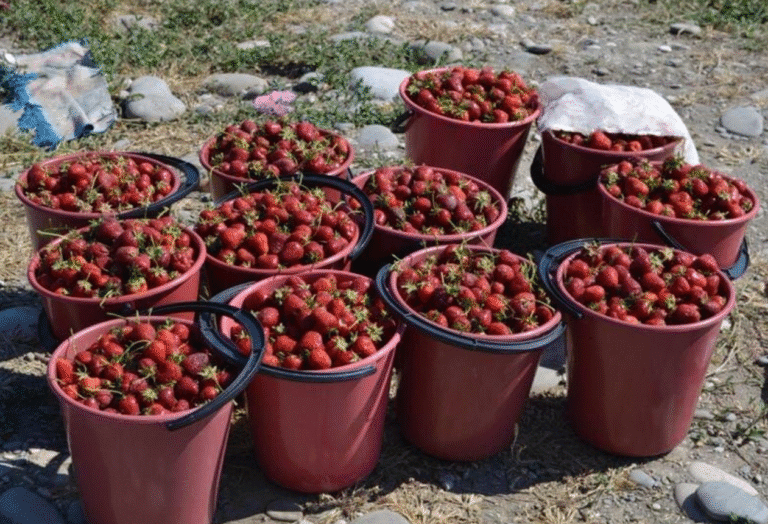 Підживлення полуниці борною кислотою - як змусити полодносити рясно