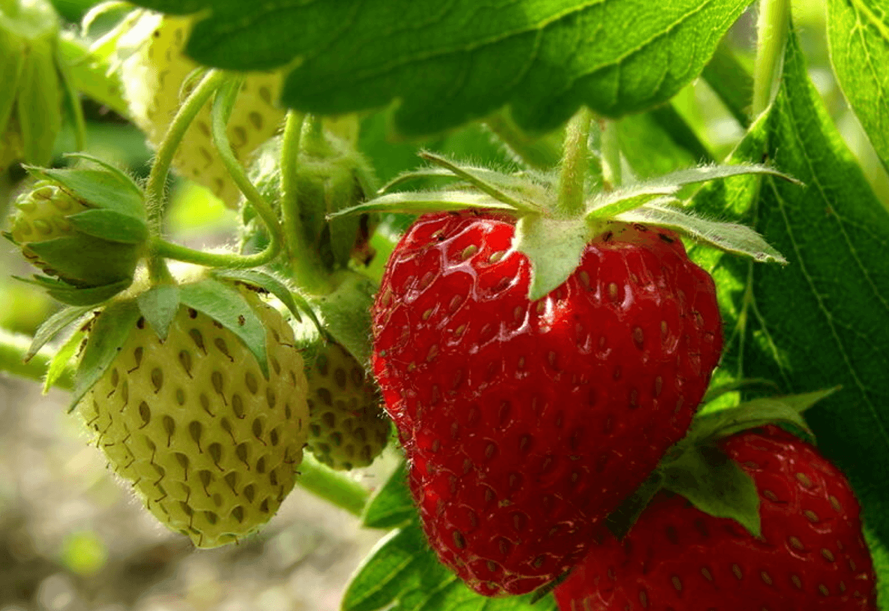 Підживлення полуниці борною кислотою - як змусити полодносити рясно Підживлення полуниці борною кислотою - як змусити полодносити рясно