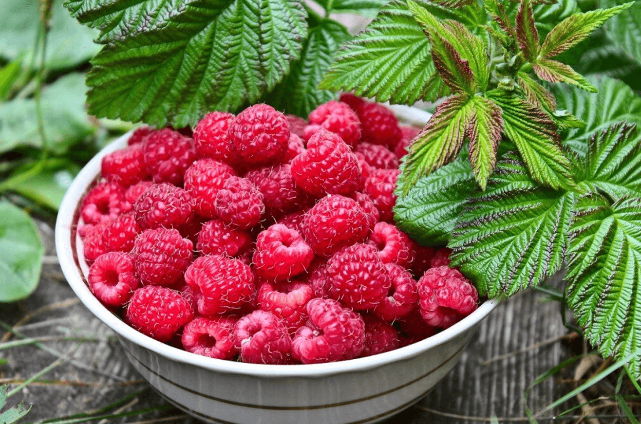 9 перевірених порад, які допоможуть вам виростити здорові кущі малини