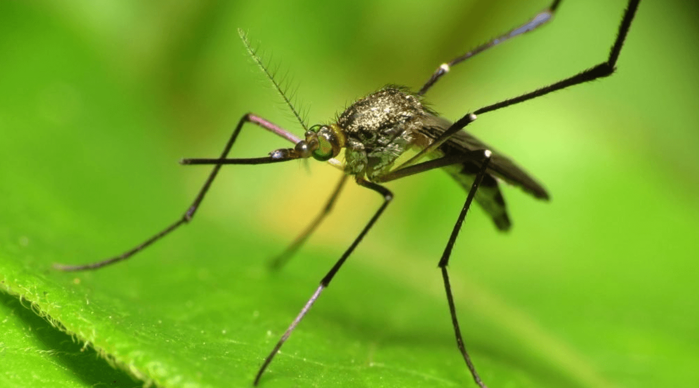 Натуральні засоби проти комарів
