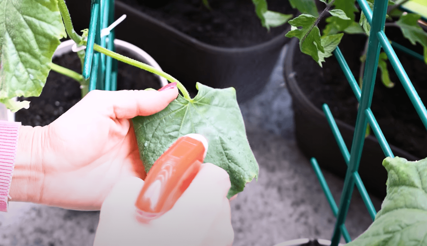 добриво з молоком