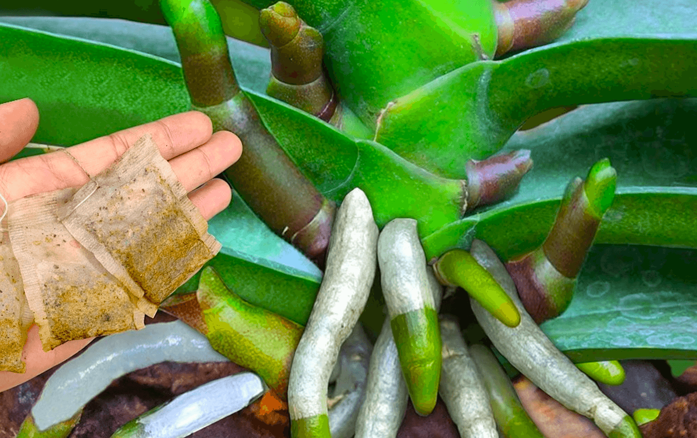 підживлення для орхідеї