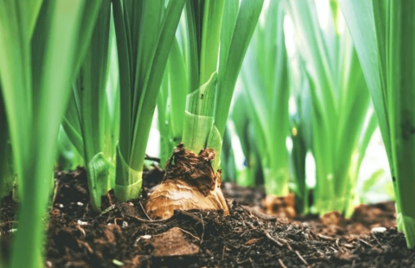 Полив цибулі сольовим розчином: народний метод для здорового врожаю