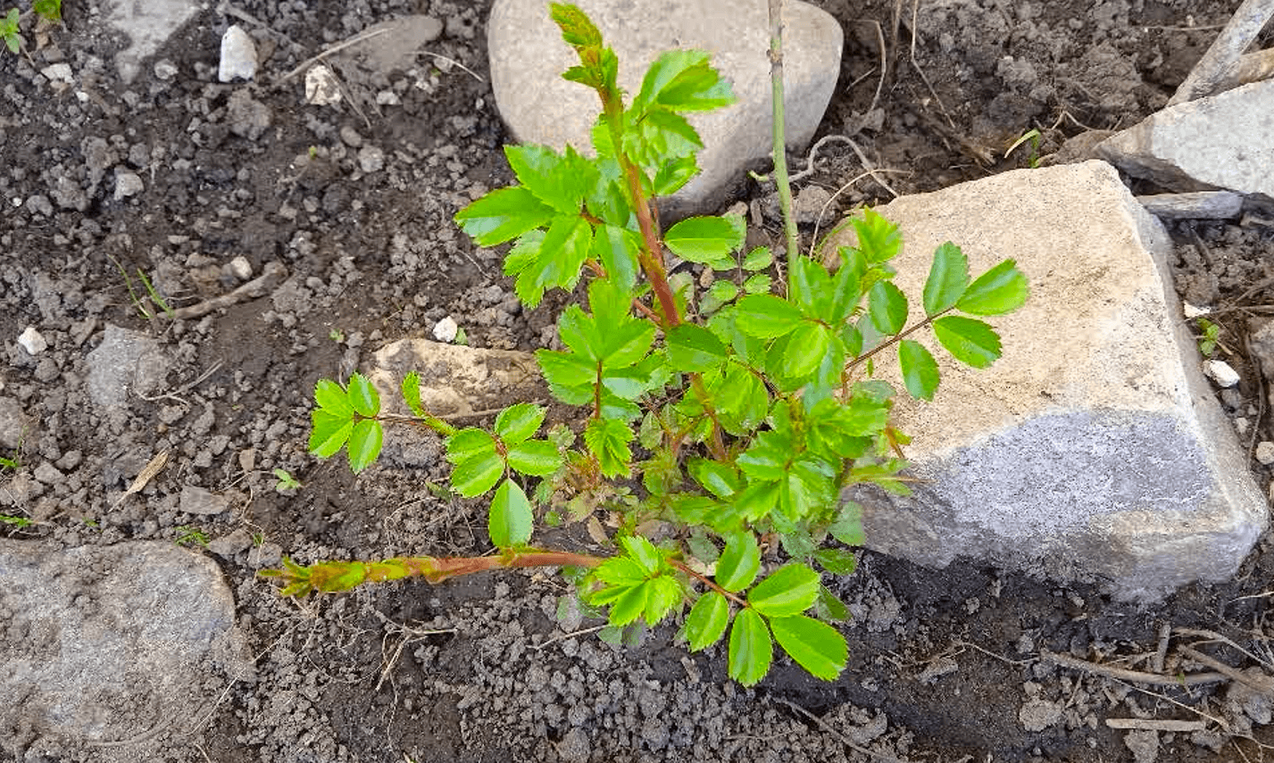 розсадити троянду