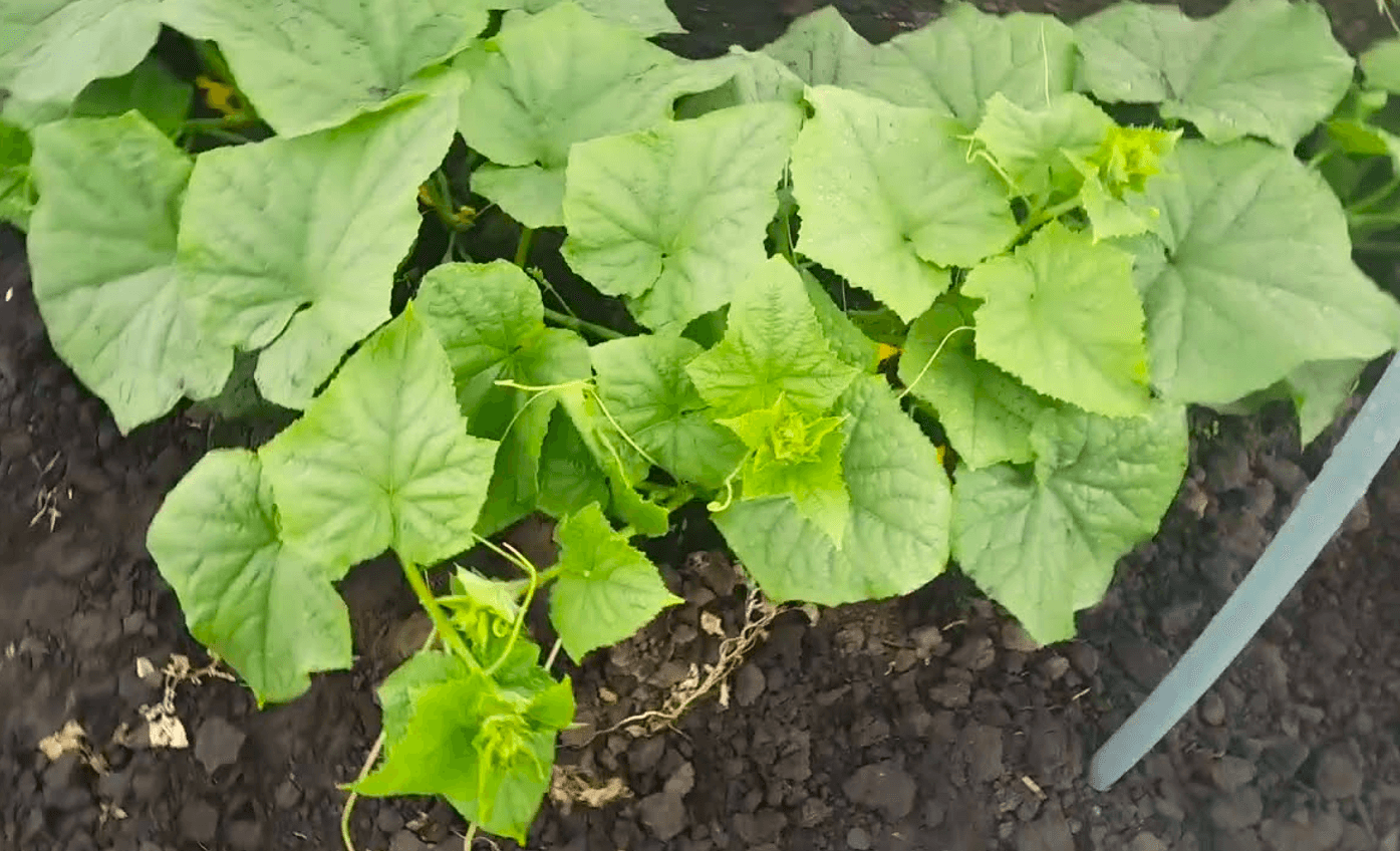 добриво для огірків