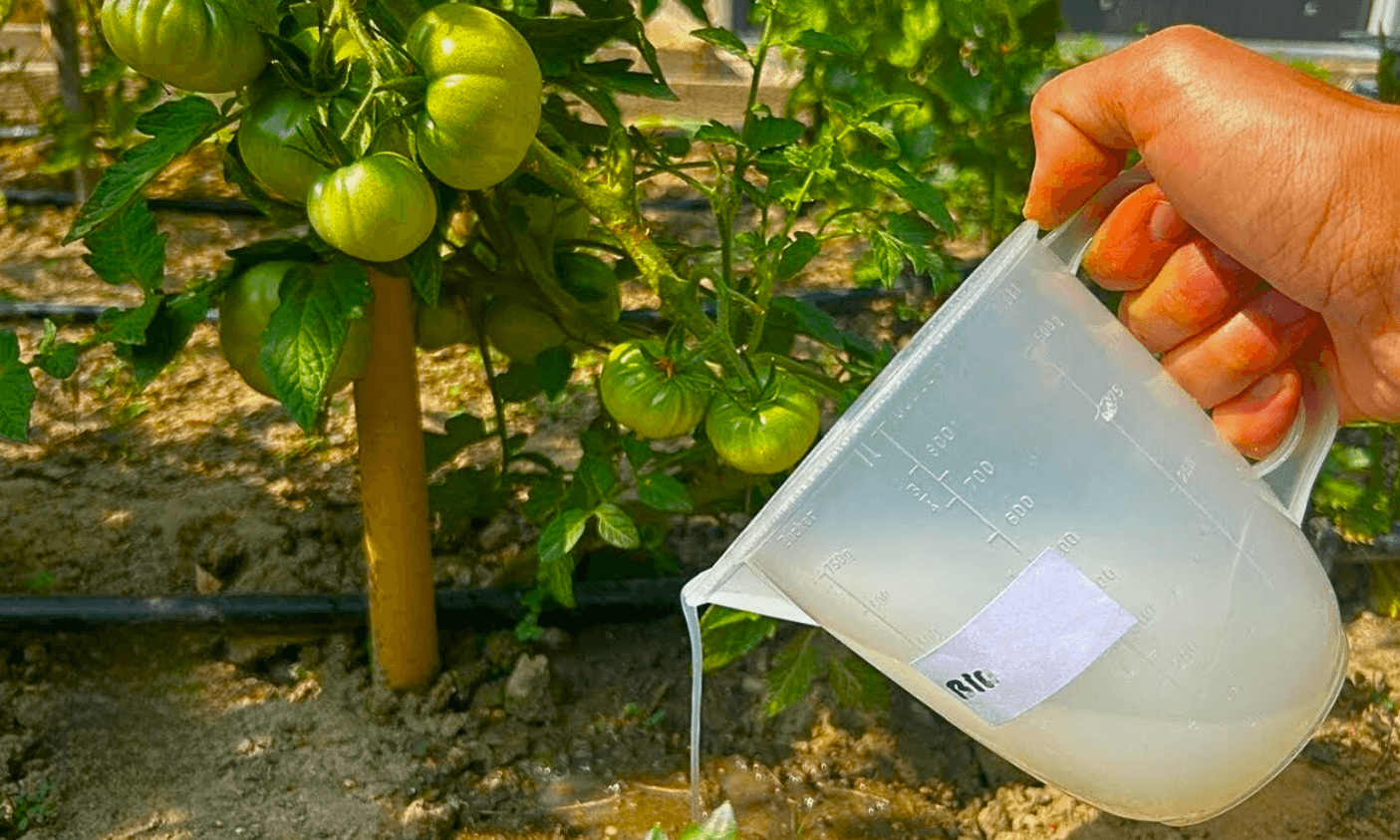 сода, як добриво для помідорів