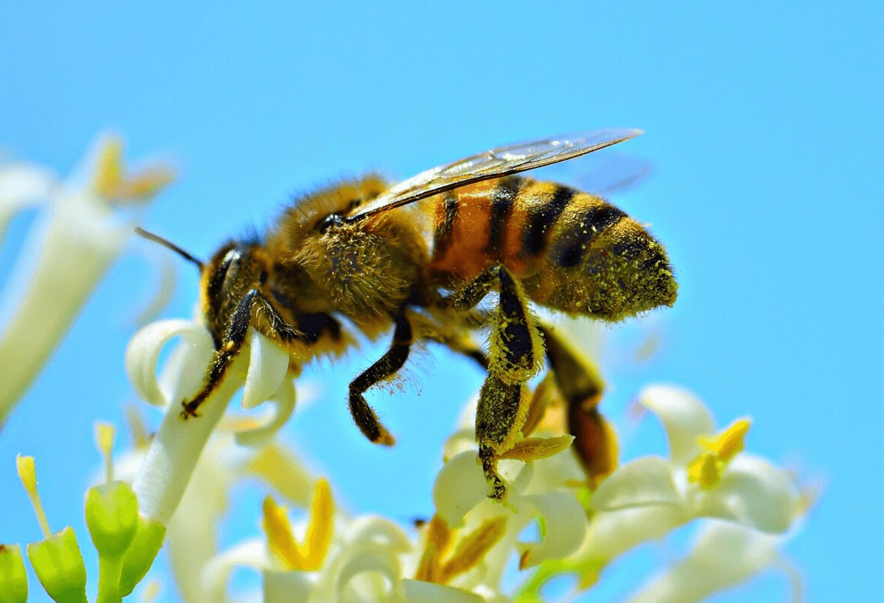 Цікаві факти про бджіл: скільки живе, як працює та чому важлива для природи