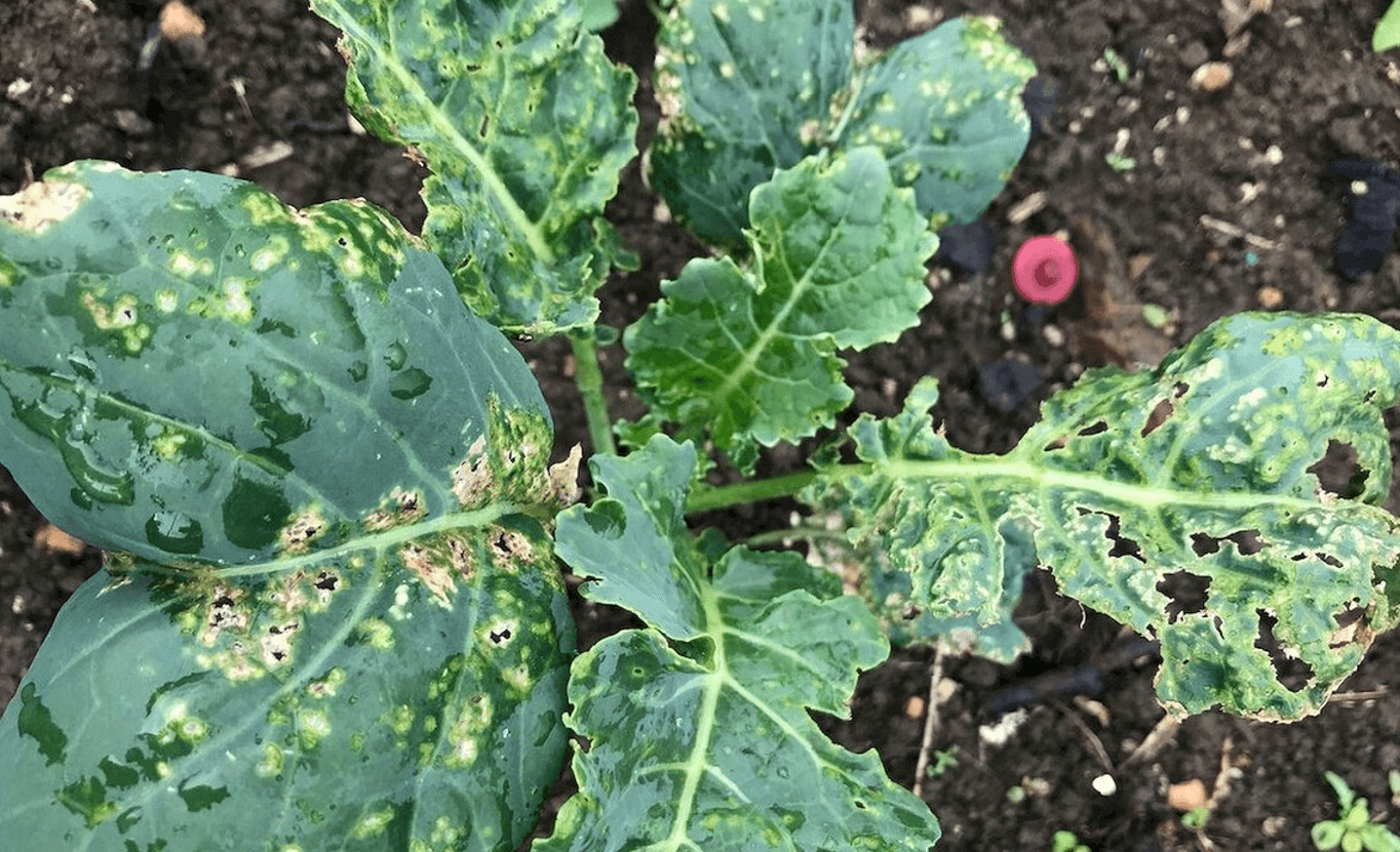 Час захистити капусту від шкідників: 10 головних ворогів капусти та як з ними боротися