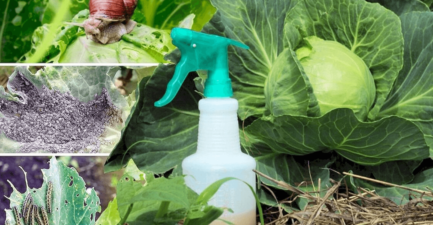 Час захистити капусту від шкідників: 10 головних ворогів капусти та як з ними боротися