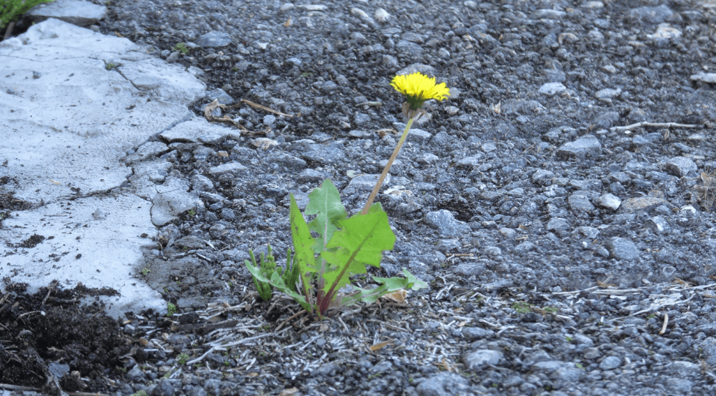 6 ефективних та безпечних способів боротьби з бур'янами на дачі