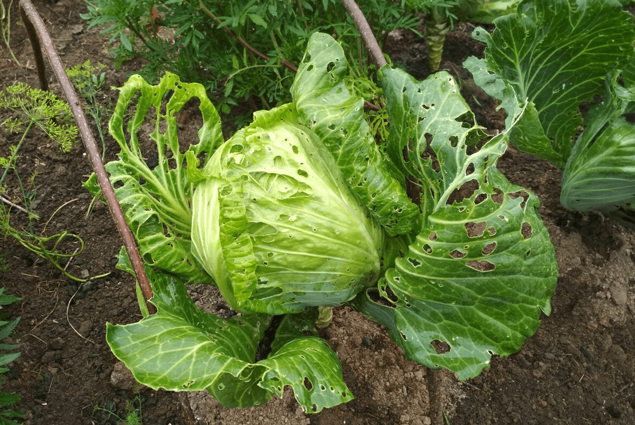 Чи потрібно обривати листя капусти? Як боротись з блошкою, слимаками