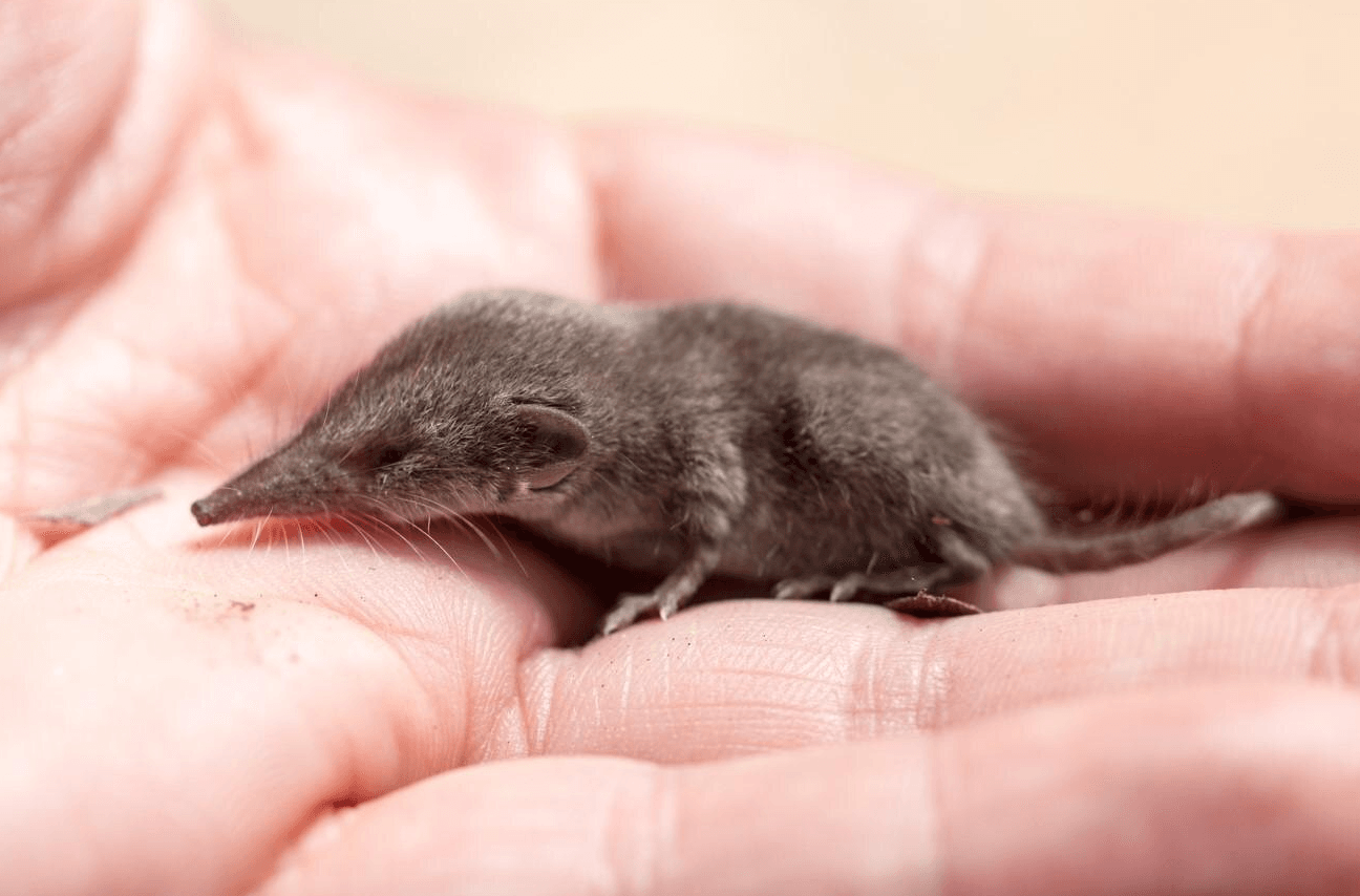 Землерийка: як виглядає і як позбутися на городі