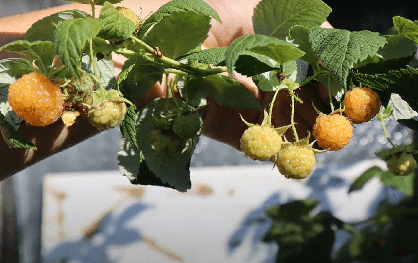 підживлення для малини