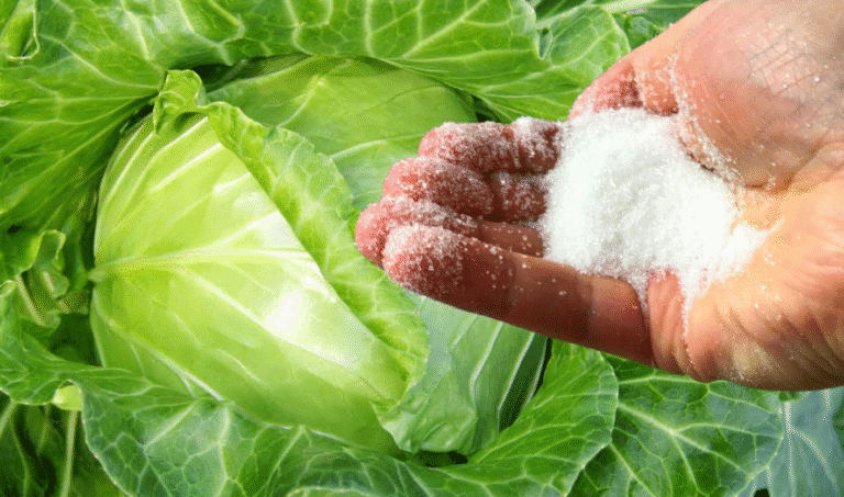 Супер засіб для капусти від шкідників! Без хімії! Перевірені роками методи