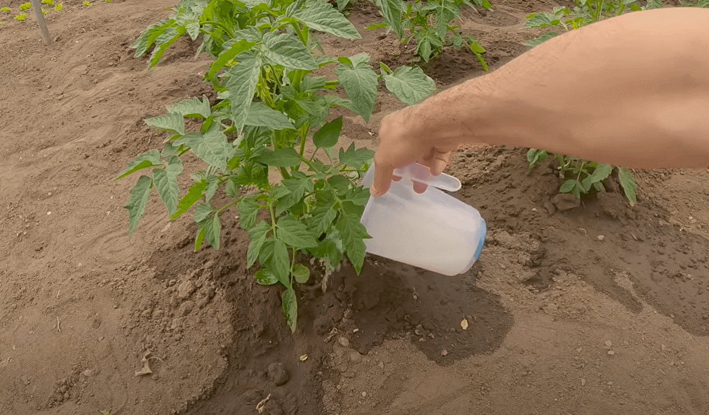 Дріжджовий розчин - Біо добриво для Помідорів! Приголомшливий реезультат!