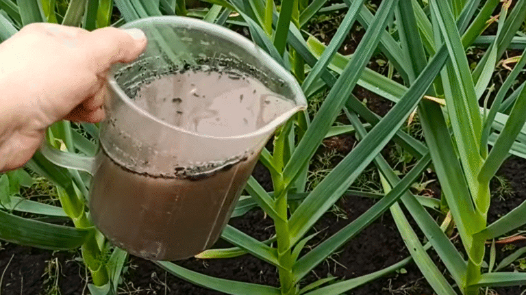 Часник товстіє на очах! Натуральне Добриво для Часнику в Липні. Добриво з Попелу