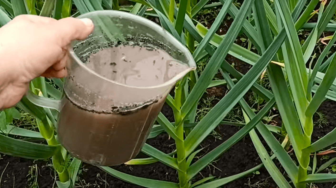 Часник товстіє на очах! Натуральне Добриво для Часнику в Липні. Добриво з Попелу