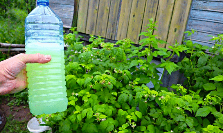 Чим підгодувати малину в Червні-Липні, щоб виросло багато солодкої ягоди? Натуральне підживлення