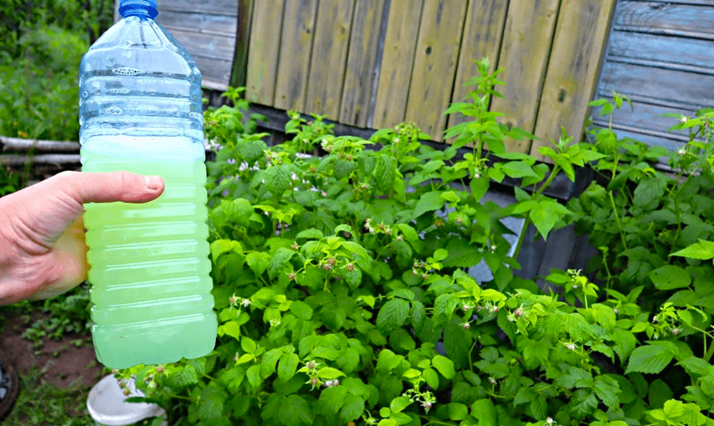 Чим підгодувати малину в Червні-Липні, щоб виросло багато солодкої ягоди? Натуральне підживлення