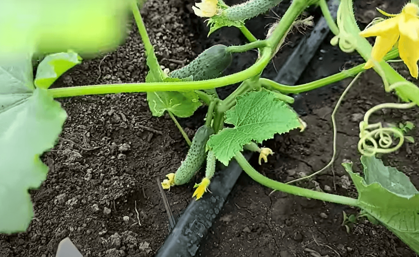 добриво для кабачків