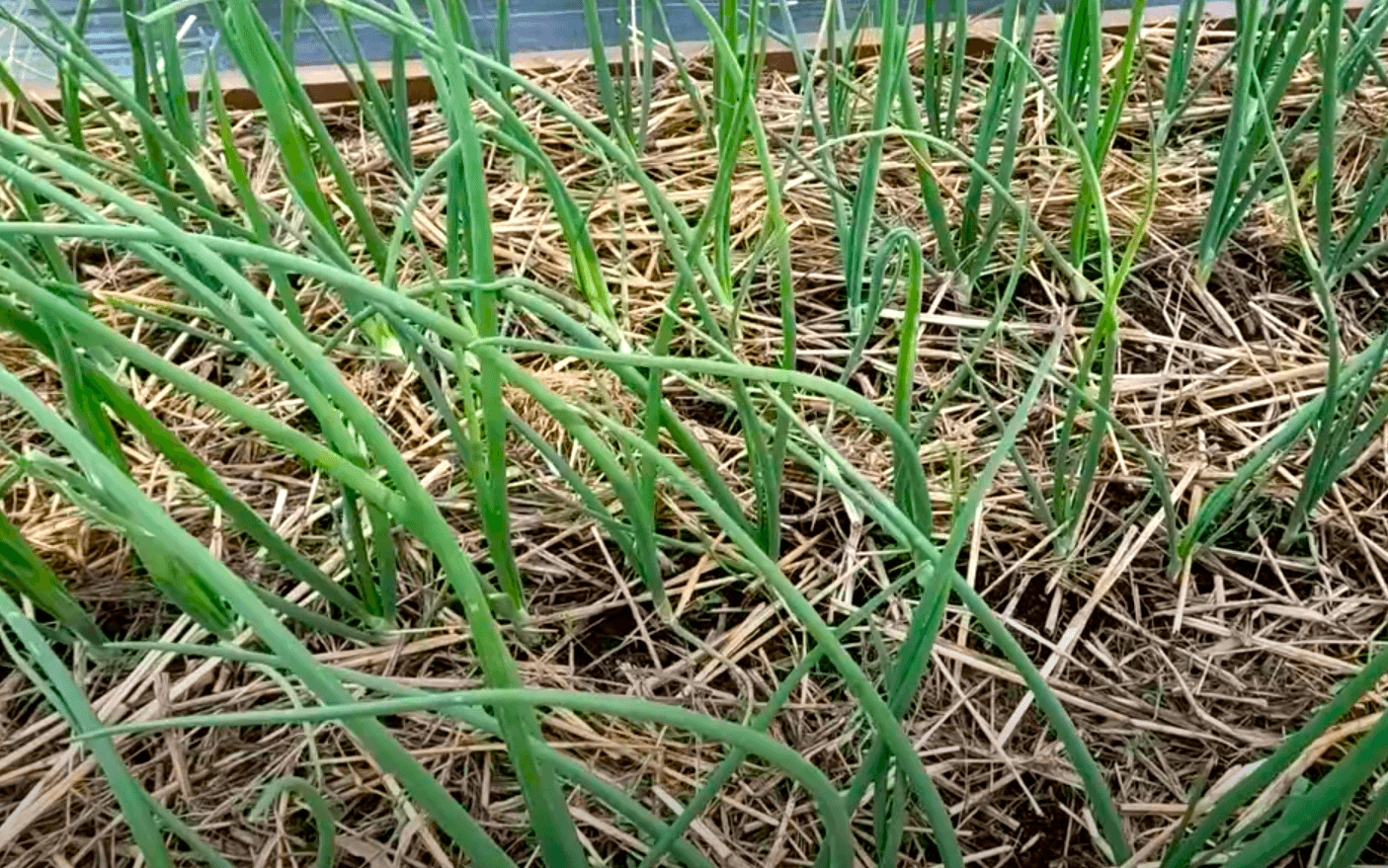 Чим підживити цибулю прямо зараз Червень-Липень для покращення врожаю!