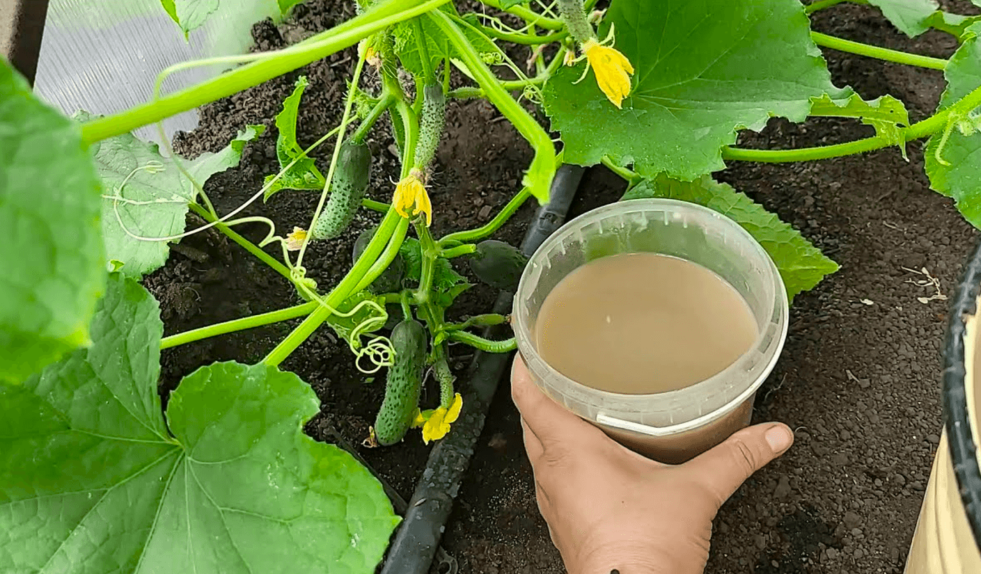 1 Склянка під огірки, помідори, перець і вони ростуть, як шалені, навіть слабенькі вмить заплодоносять