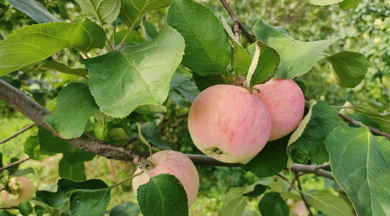 Що робити у саду в липні: 8 важливих робіт для яблунь, груш та ягідників