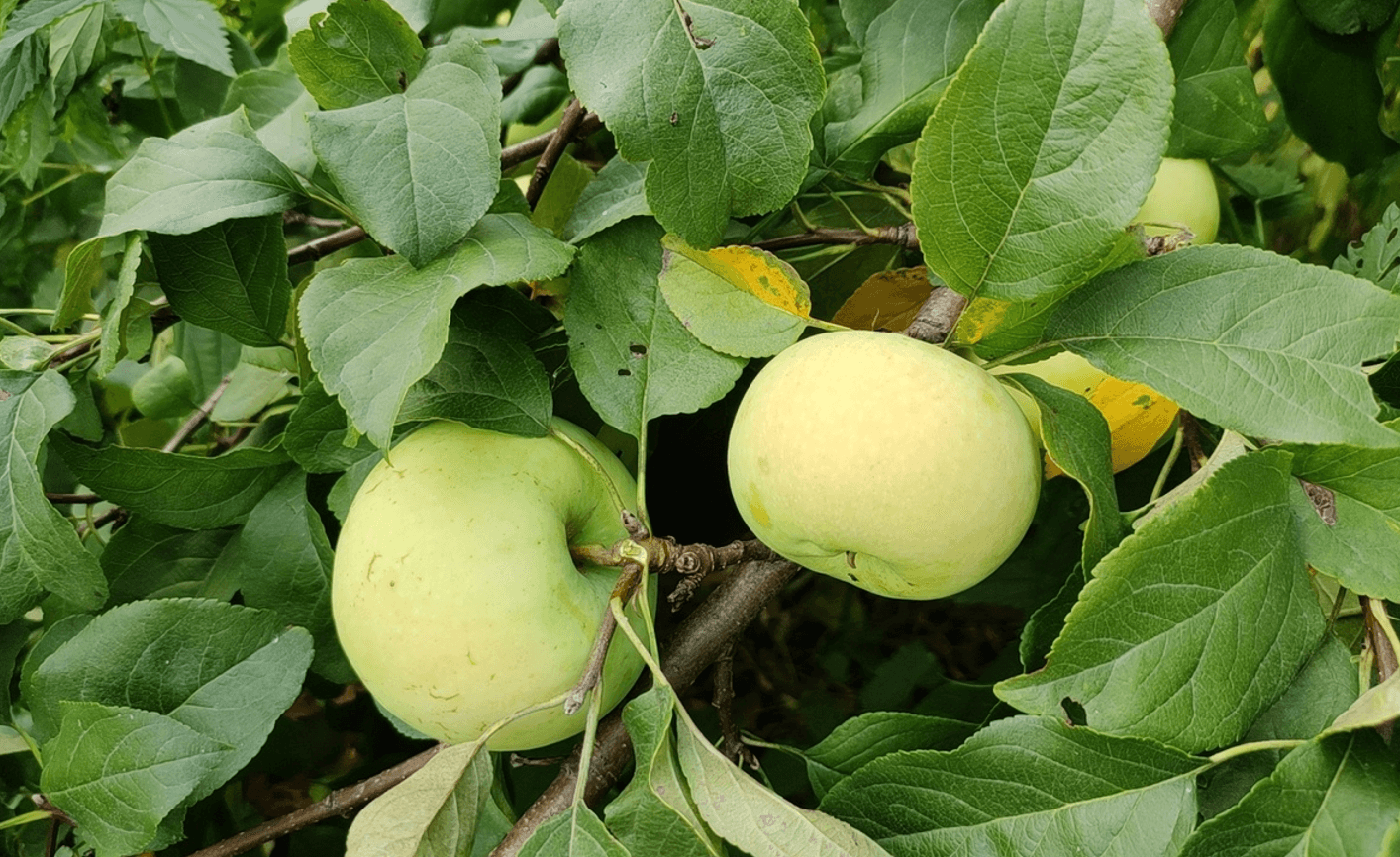 Що робити у саду в липні