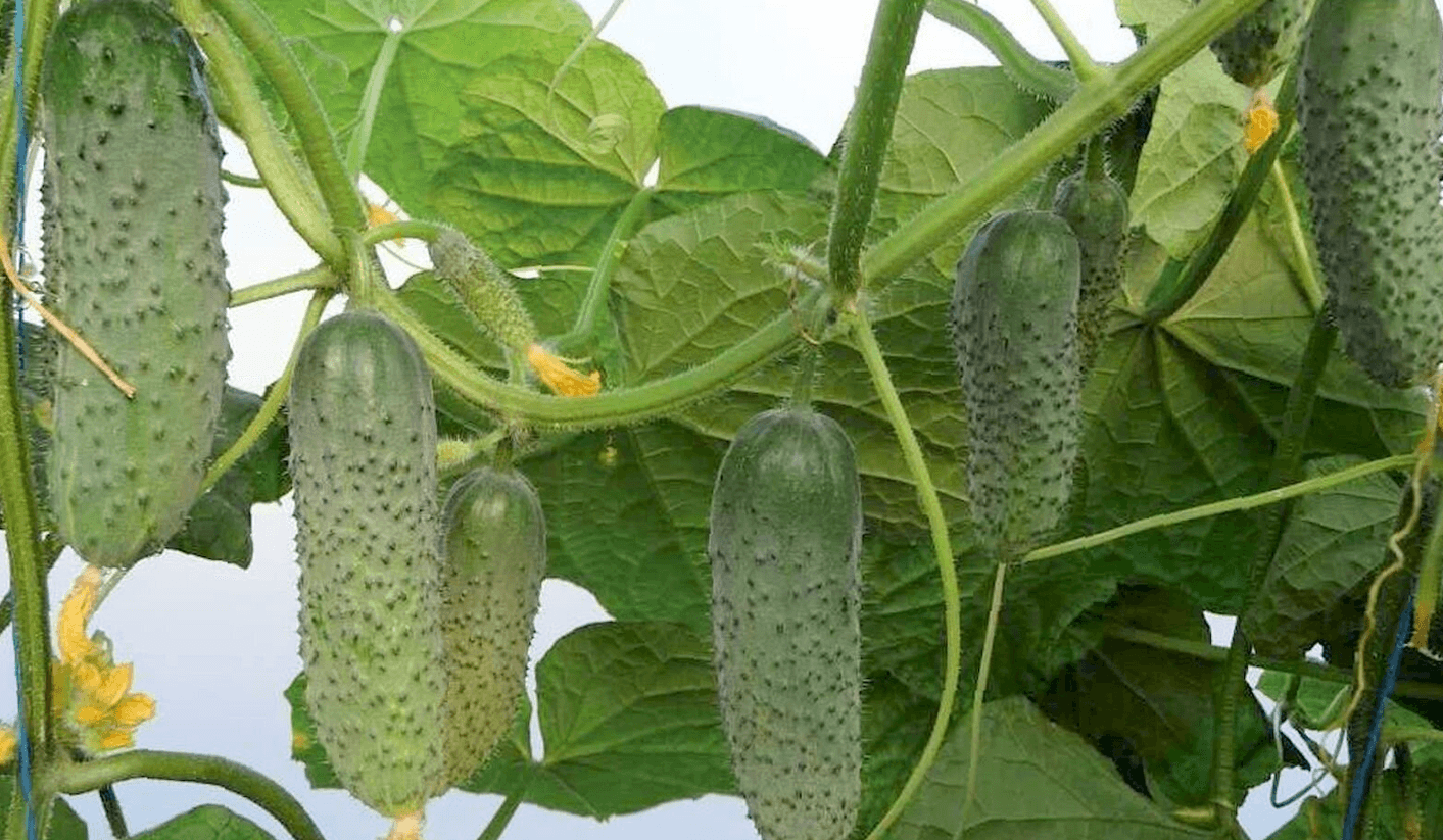 Що зробити з огірками на початку липня, щоб був урожай, як у казці!