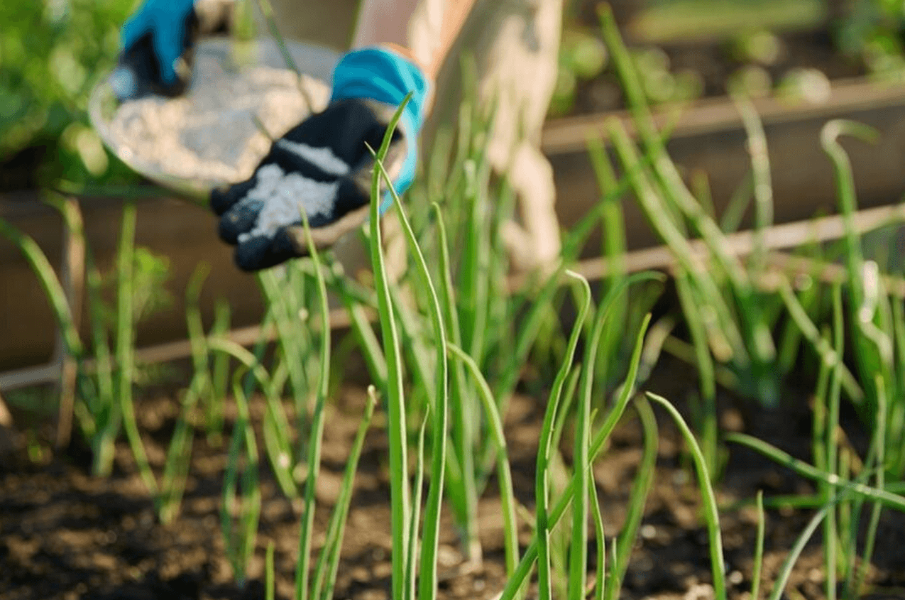 Нашатирний спирт для цибулі - підживлення та захист в одному флаконі