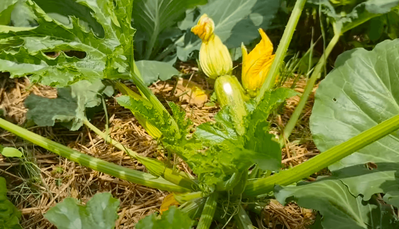Чому кабачки гниють і ви не знаєте, що з цим робити? Це "Спасіння" для кабачків