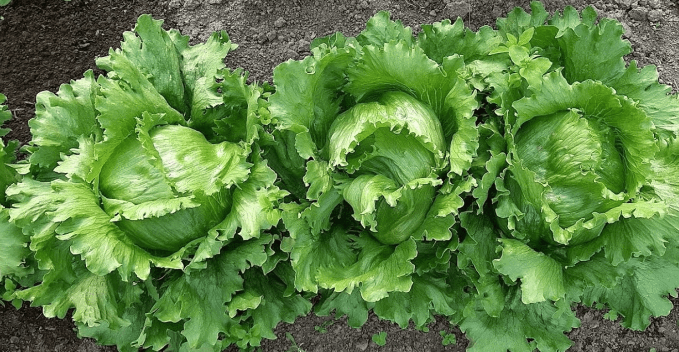 Липень - чудовий місяць для нового посіву. Що посадити на городі у липні: прості поради для дачників