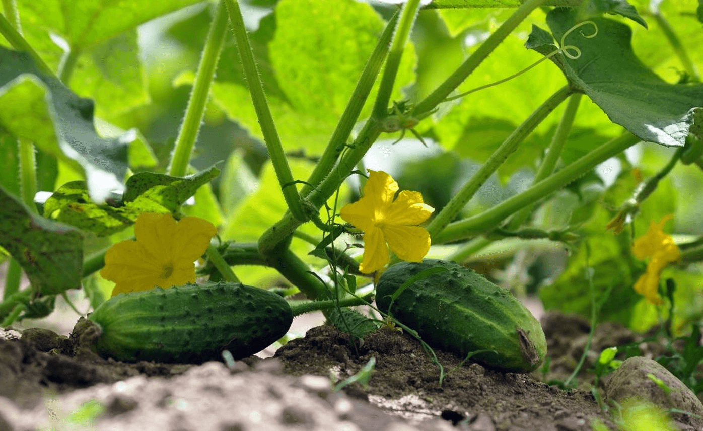 Йод на городі: простий засіб для захисту полуниці, помідорів та огірків