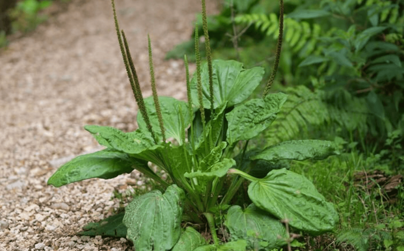 Подорожник та його неймовірні властивості
