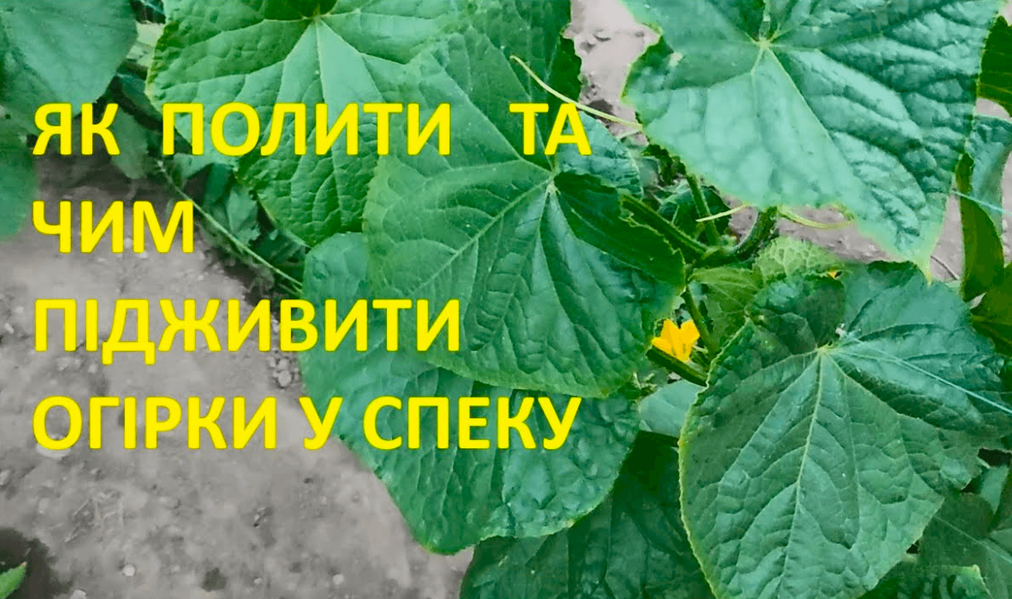 Як часто поливати Огірки в спеку та Чим Підживити
