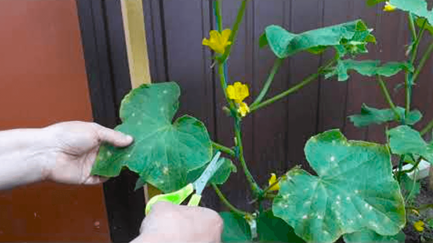 Жовтіє листя на огірках, негайно обробіть! Перевірений засіб